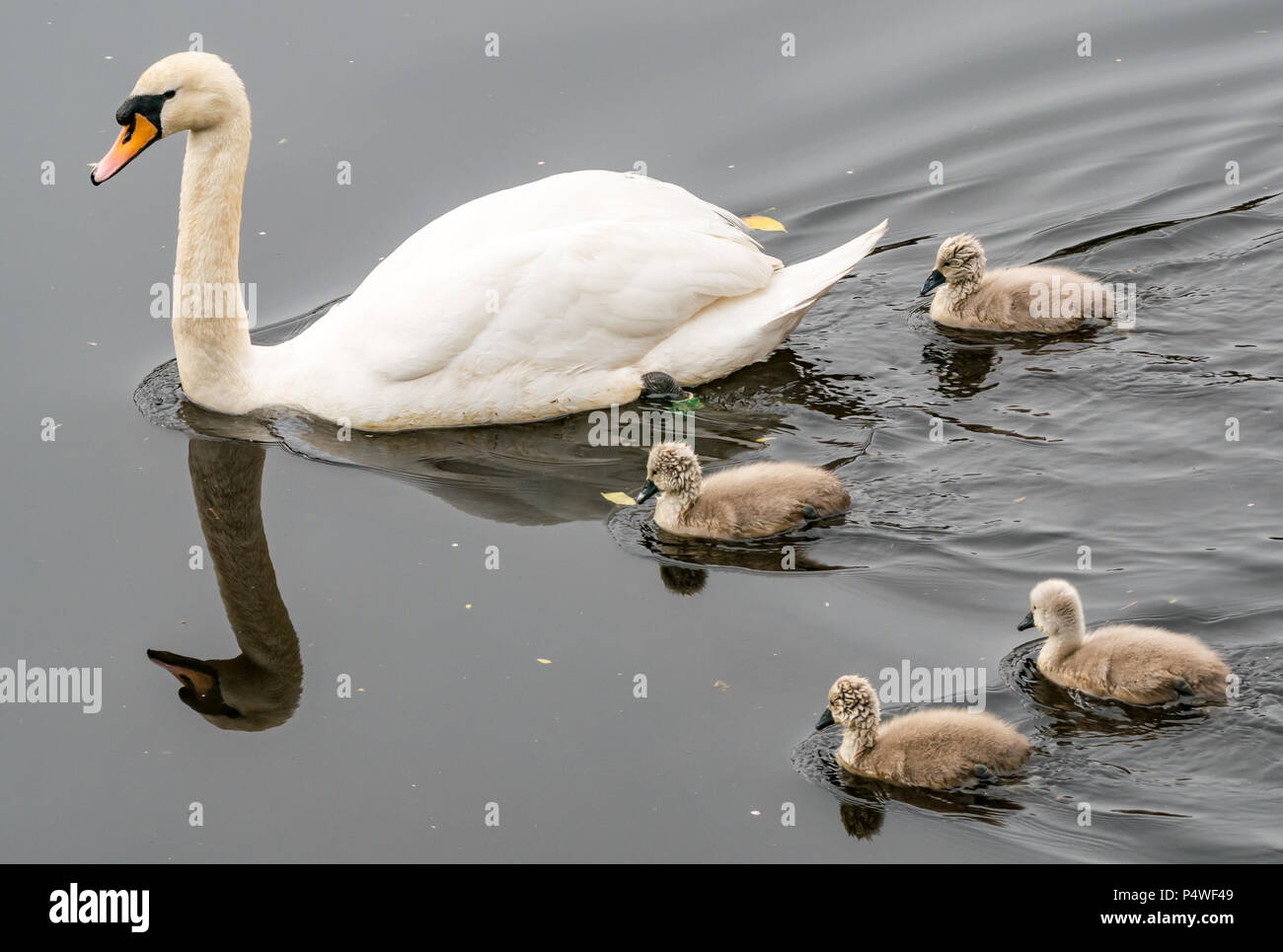 Young cygnets following adult swan swimming in river, Cygnus olor, Water of Leith, Scotland, UK Stock Photo