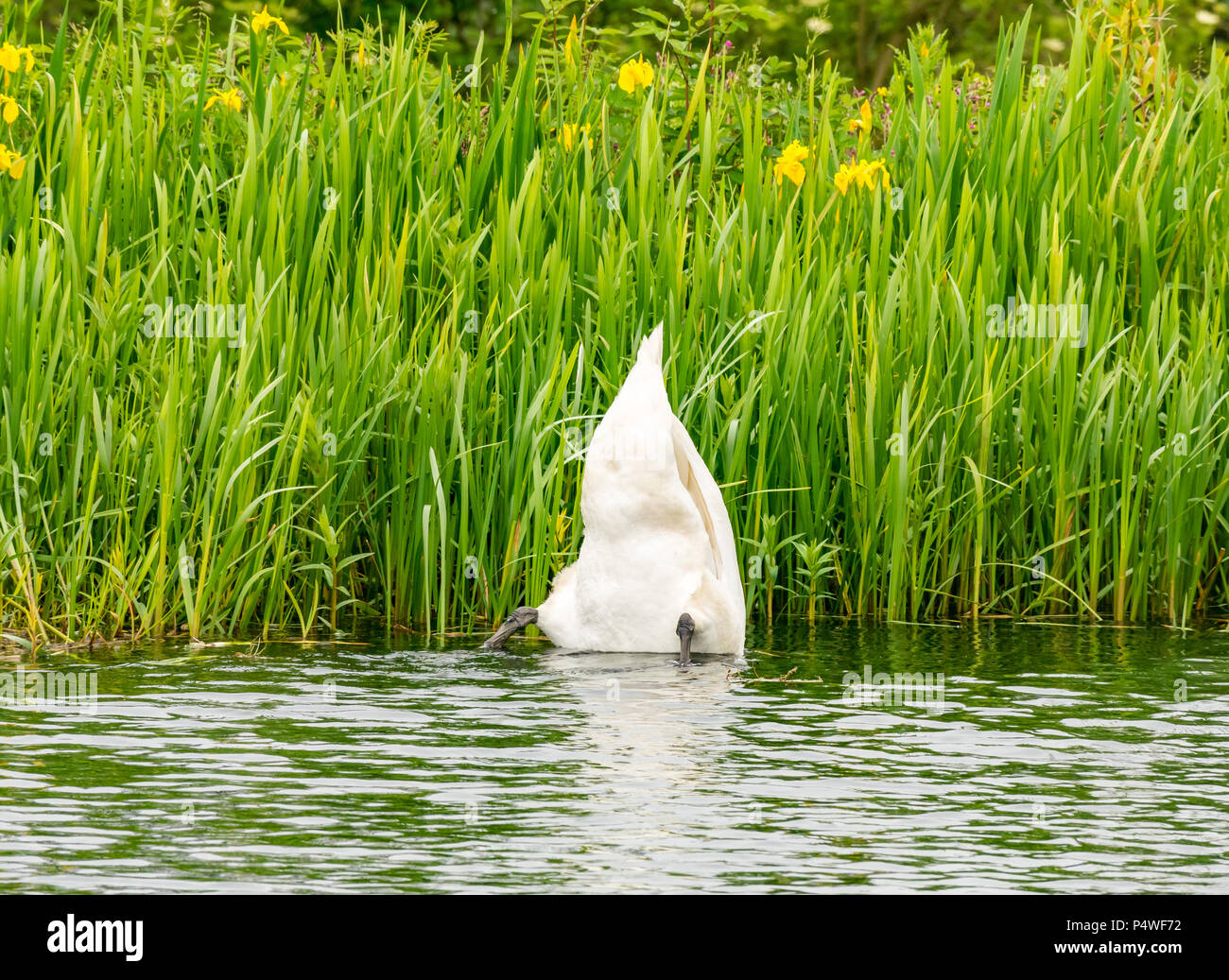 Mute swan, Cygnus olor, diving with rear end up beside riverbank plants, Forth & Clyde canal, Falkirk, Scotland, UK Stock Photo