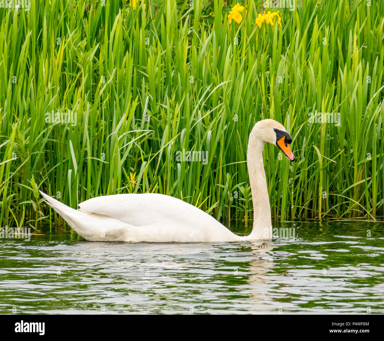 Mute swan, Cygnus olor, swimming beside riverbank plants, Forth & Clyde canal, Falkirk, Scotland, UK Stock Photo