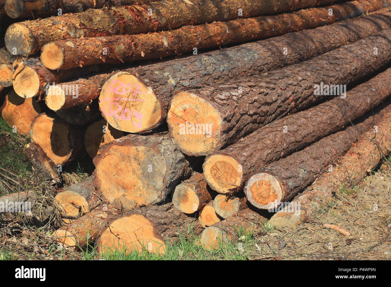 Logs in the forest, long wood, wood storage Stock Photo
