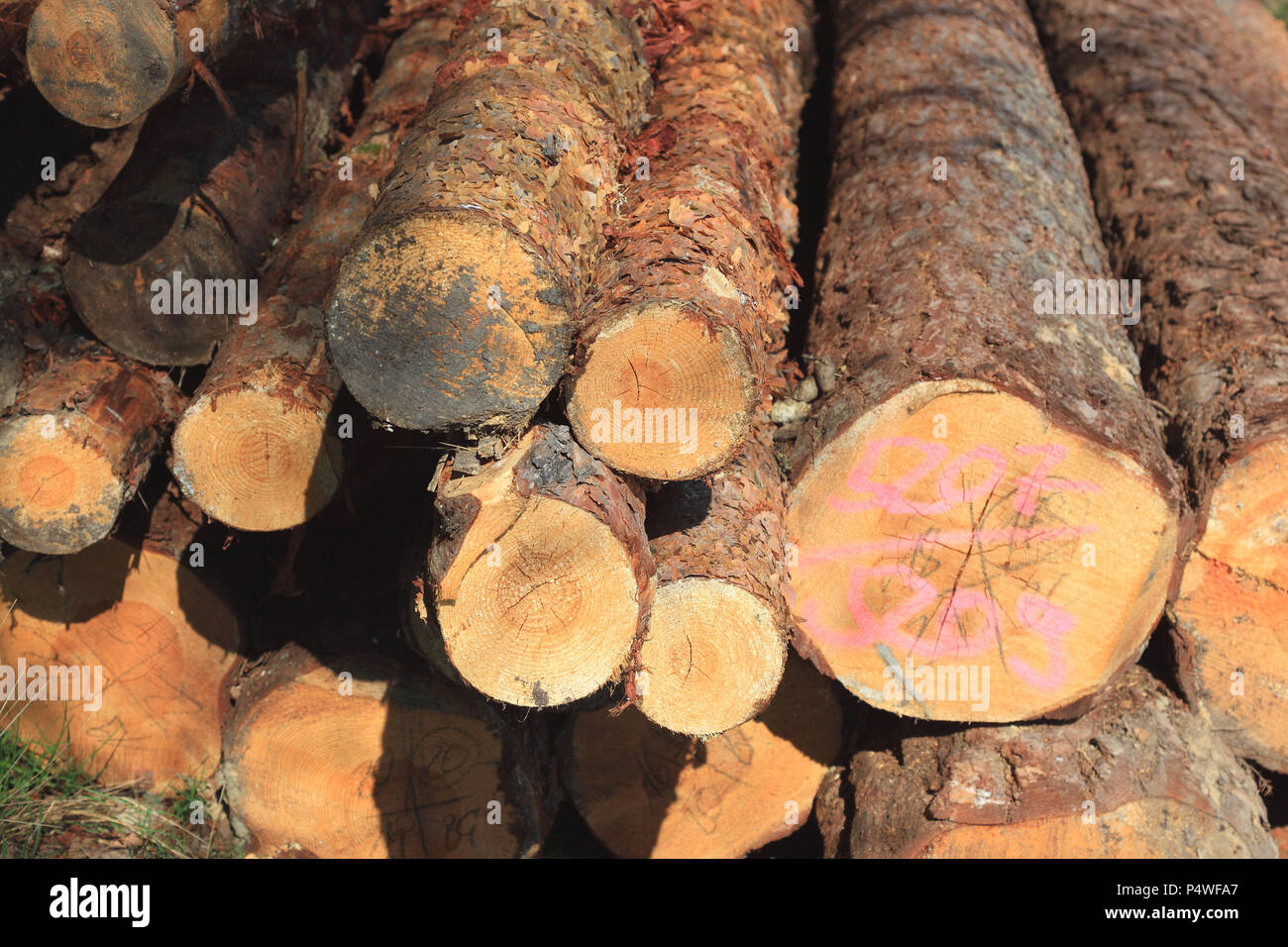 Logs in the forest, long wood, wood storage Stock Photo