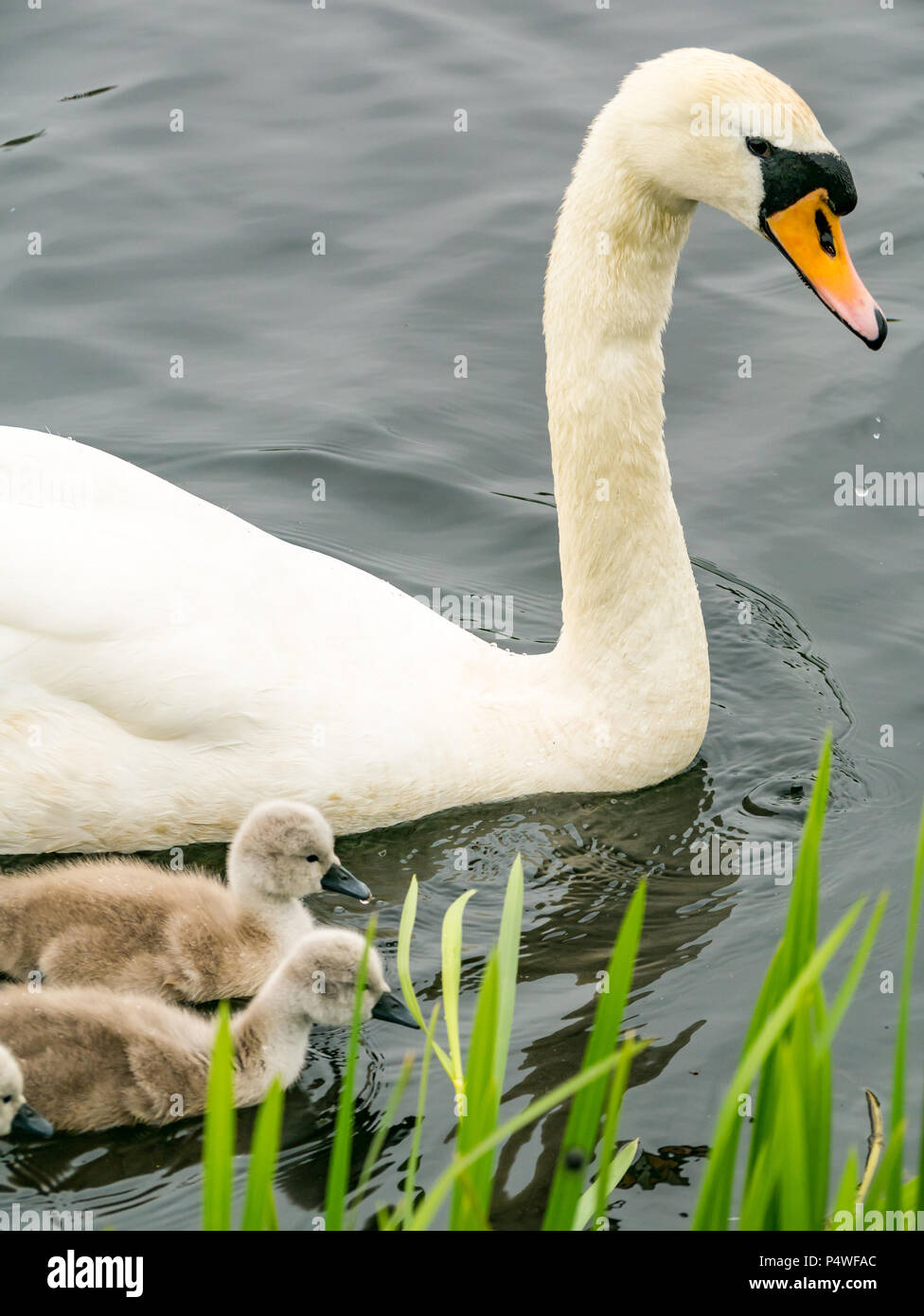 Adult mute swan, Cygnus olor, swimming in river with cygnets, Forth & Clyde canal, Falkirk, Scotland, UK Stock Photo