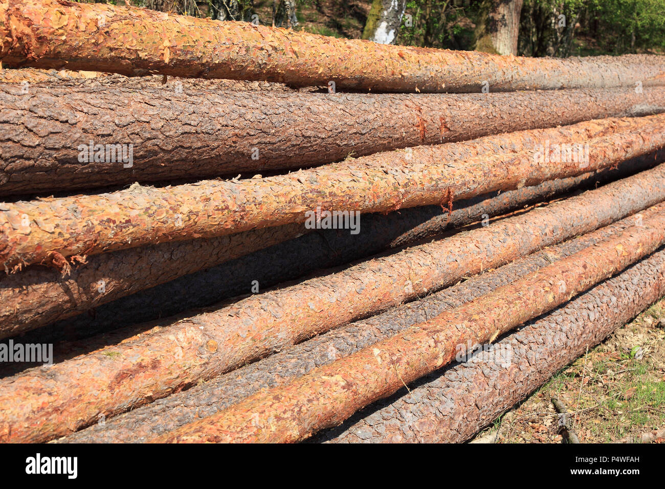 Logs in the forest, long wood, wood storage Stock Photo