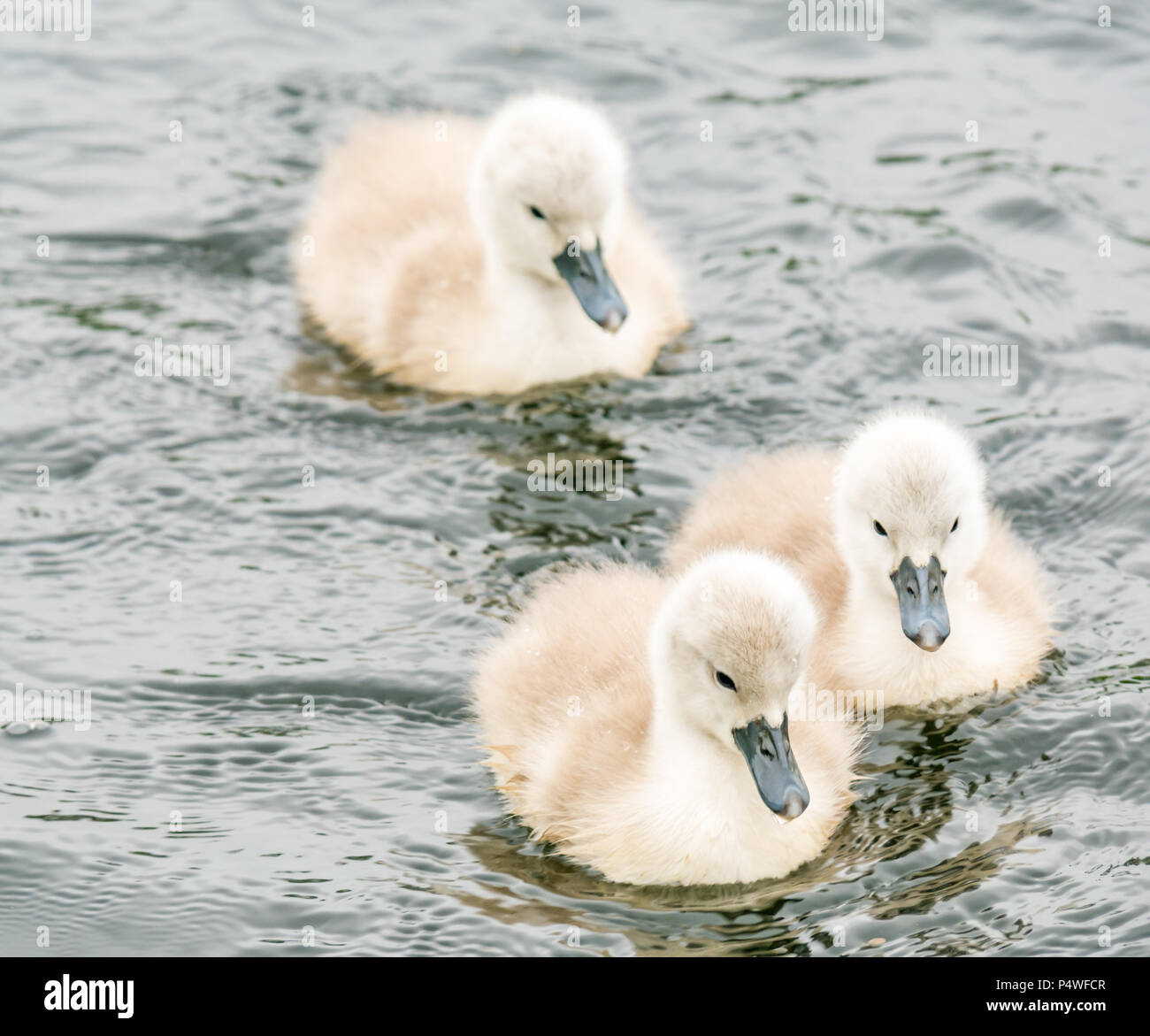 Close up of cute fluffy mute swan cygnets, Cygnus olor, swimming in river, Forth & Clyde canal, Falkirk, Scotland, UK Stock Photo