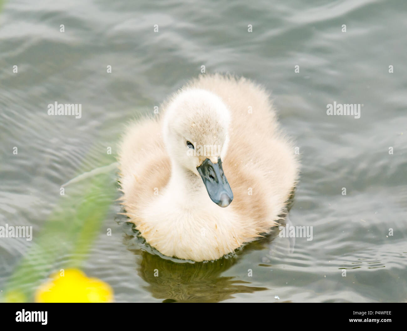 Close up of cute fluffy mute swan cygnet, Cygnus olor, swimming in river, Forth & Clyde canal, Falkirk, Scotland, UK Stock Photo