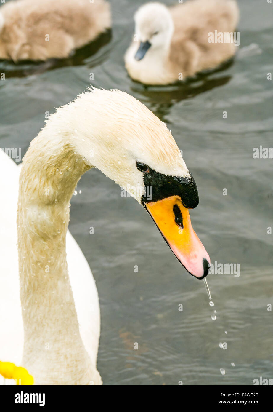 Close up of head of adult mute swan with water dripping from beak, Cygnus olor, Forth & Clyde canal, Falkirk, Scotland, UK Stock Photo