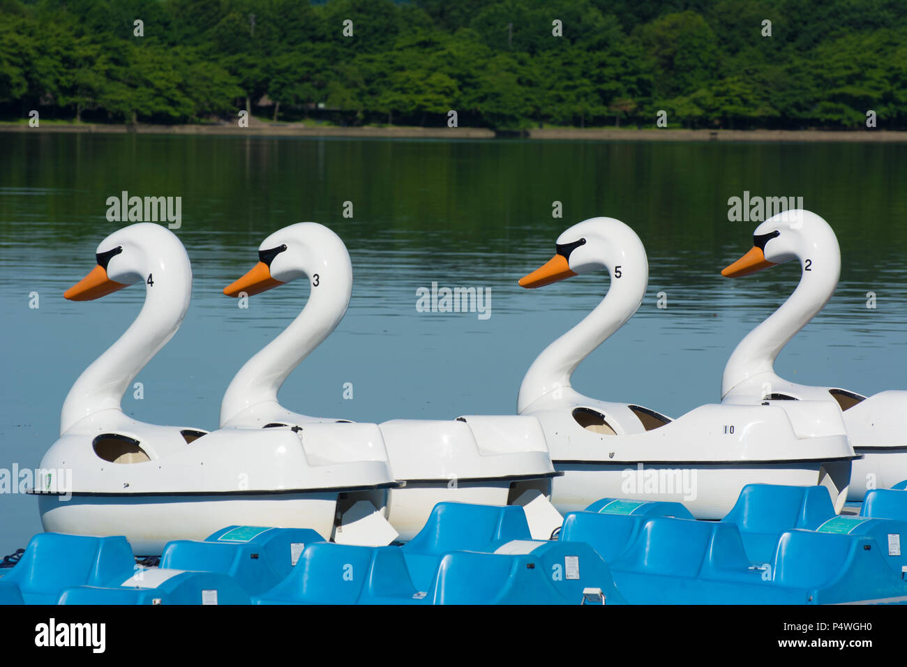 Swan basin hires stock photography and images Alamy