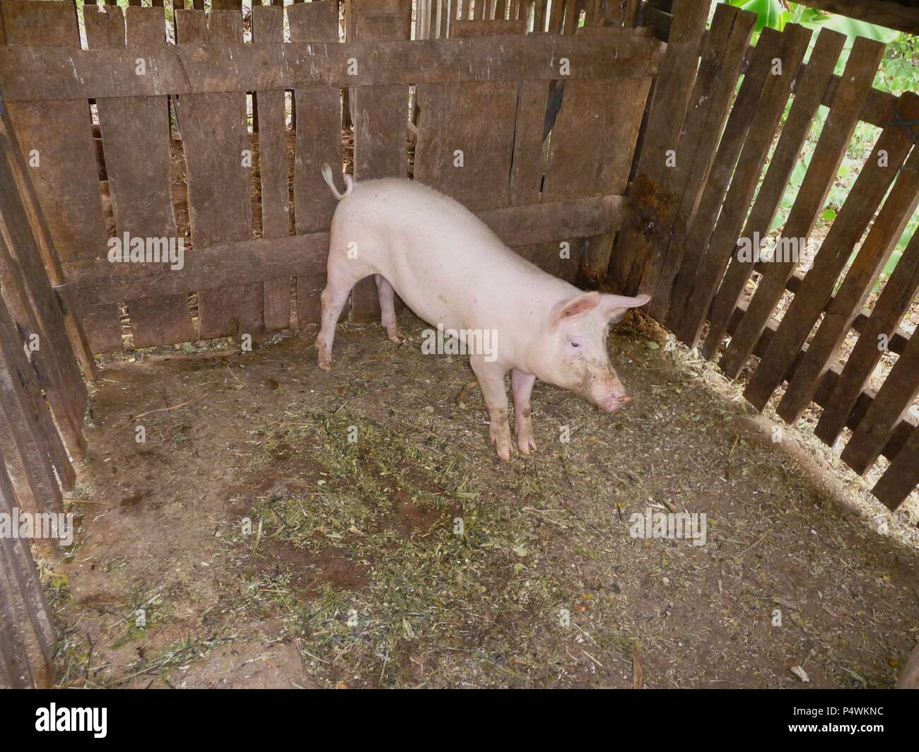 CERDO EN LA POCILGA. Location: EXTERIOR, ALTOS, PARAGUAY Stock Photo ...