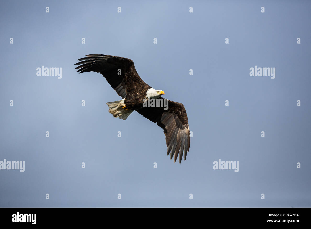 Adult large bald eagle hi-res stock photography and images - Alamy