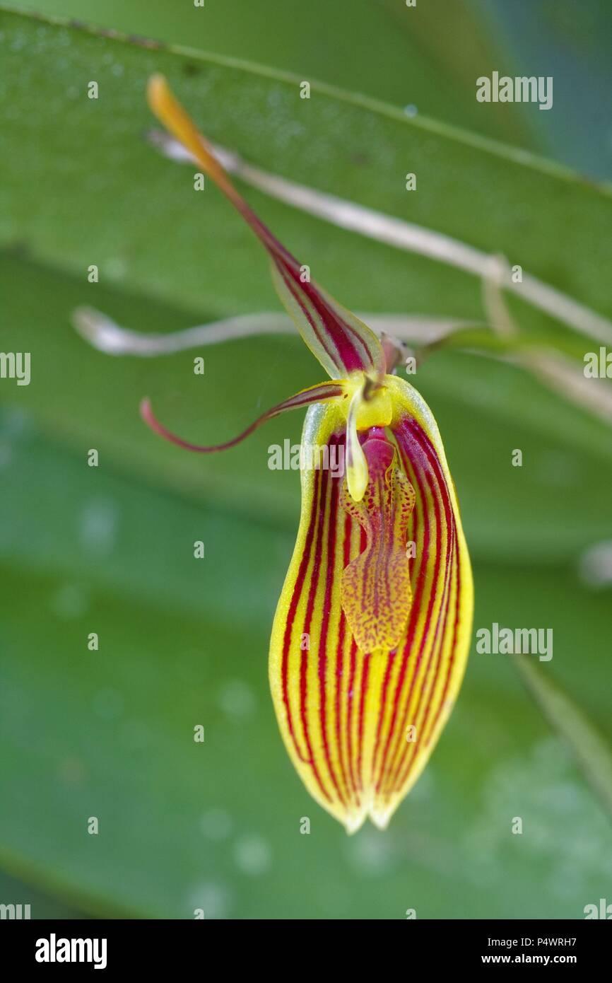 Restrepia brachypus (Family Orchidaceae). Bosque de Protección Alto Mayo. Amazonas Department. Peru. Stock Photo