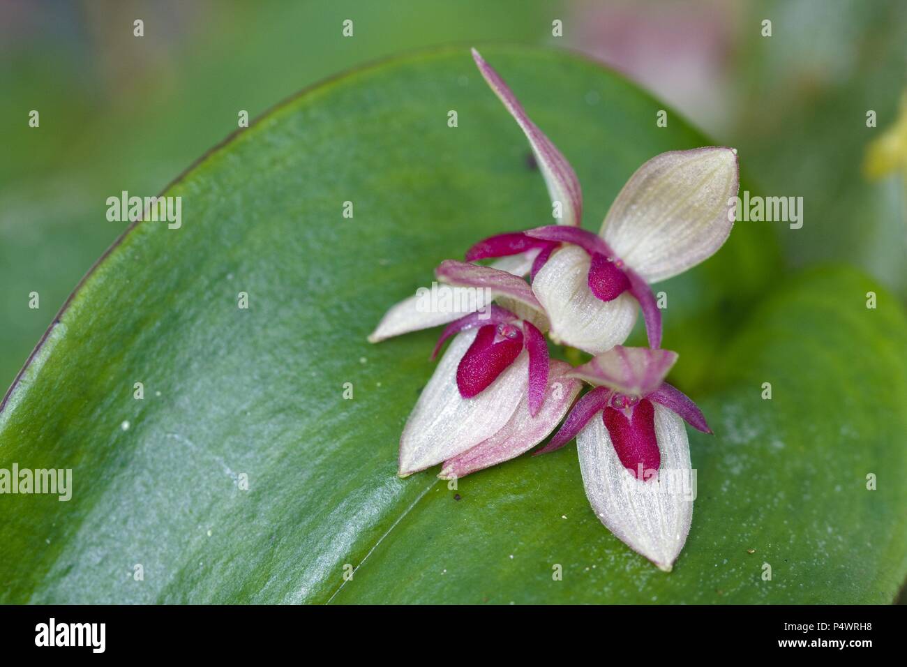 Pleurothallis cordata (Family Orchidaceae). Bosque de Protección Alto Mayo. Amazonas Department. Peru. Stock Photo