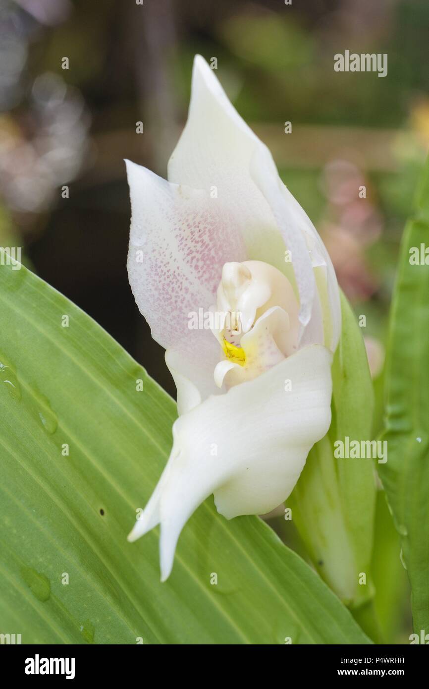 Anguloa virginalis (Family Orchidaceae). Bosque de Protección Alto Mayo. Amazonas Department. Peru. Stock Photo