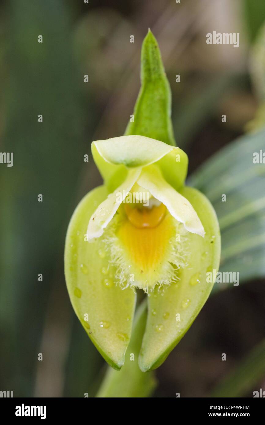 Lycaste reichenbachii (Family Orchidaceae). Bosque de Protección Alto Mayo. Amazonas Department. Peru. Stock Photo