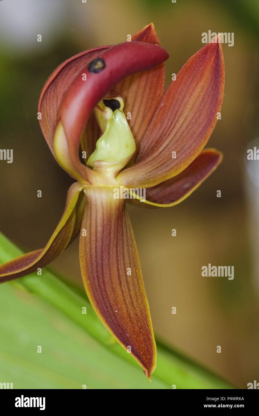 Mormodes andicola (Family Orchidaceae). Bosque de Protección Alto Mayo. Amazonas Department. Peru. Stock Photo