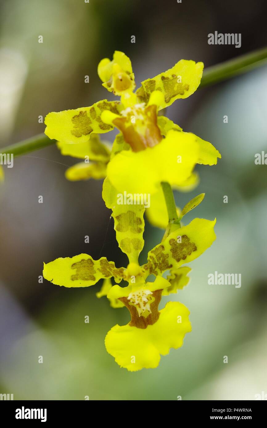 Oncidium baueri (Family Orchidaceae). Bosque de Protección Alto Mayo. Amazonas Departament. Peru. Stock Photo