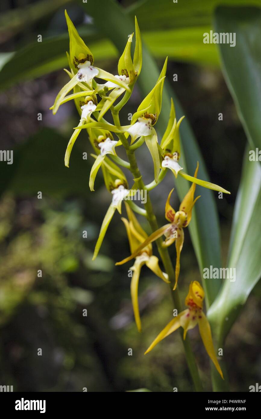 Brassia villosa (Family Orchidaceae). Bosque de Protección Alto Mayo. Amazonas Departament. Peru. Stock Photo