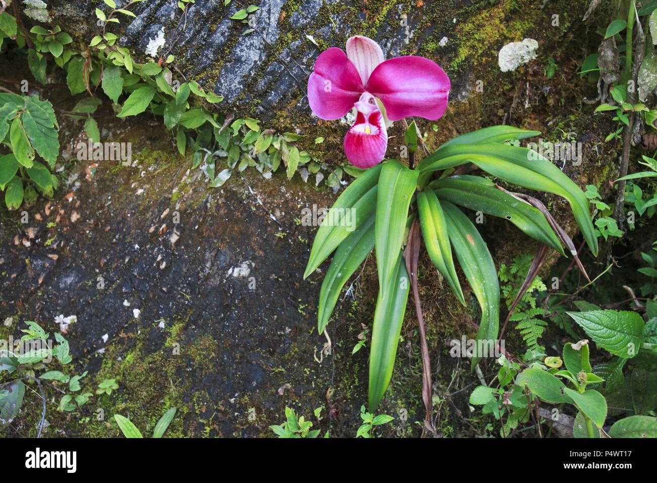 Phragmipedium kovachii (Family Orchidaceae). Bosque de Protección Alto Mayo. Amazonas Departament. Peru. Stock Photo