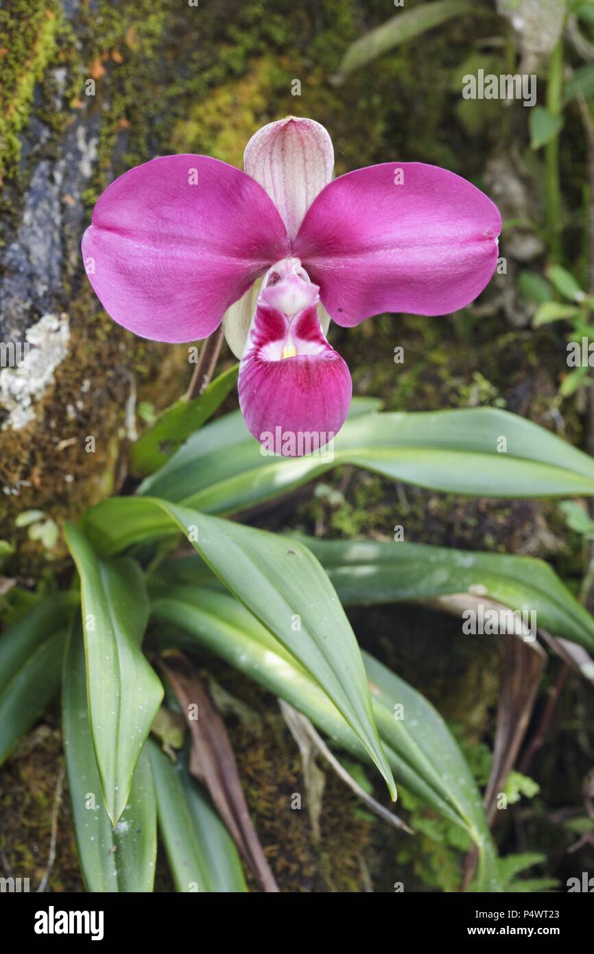 Phragmipedium kovachii (Family Orchidaceae). Bosque de Protección Alto Mayo. Amazonas Departament. Peru. Stock Photo