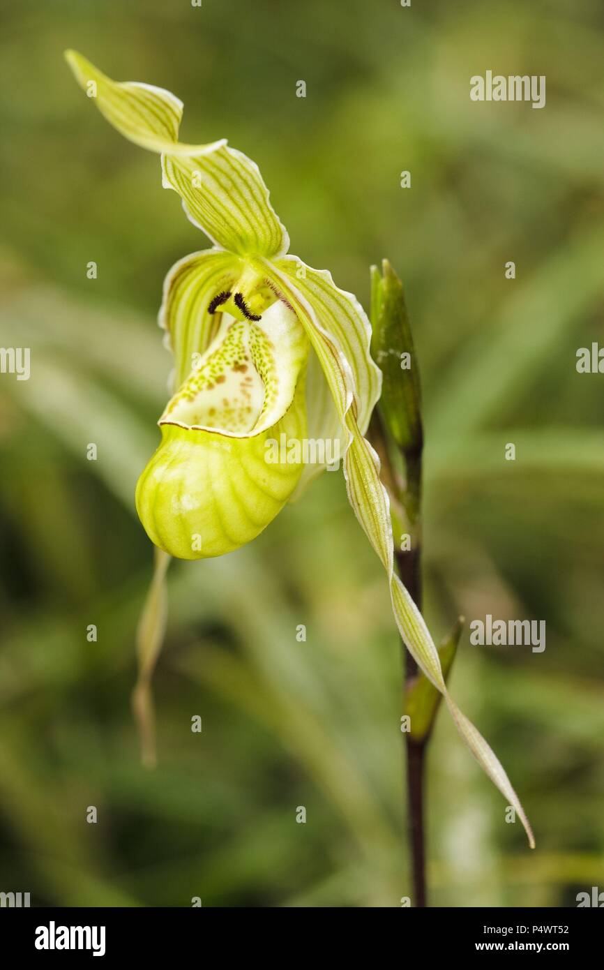 Phragmipedium pearcei (Family Orchidaceae). Bosque de Protección Alto Mayo. Amazonas Departament. Peru. Stock Photo