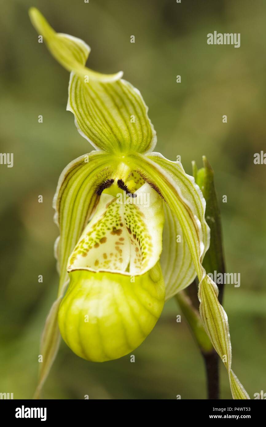 Phragmipedium pearcei (Family Orchidaceae). Bosque de Protección Alto Mayo. Amazonas Departament. Peru. Stock Photo