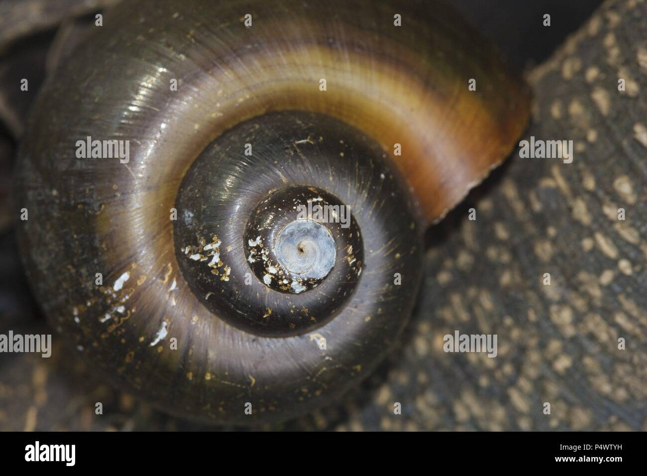 Caracol (Genus Pomacea). Pacaya Samiria National Reserve. Amazon Basin. Loreto. Peru. Stock Photo