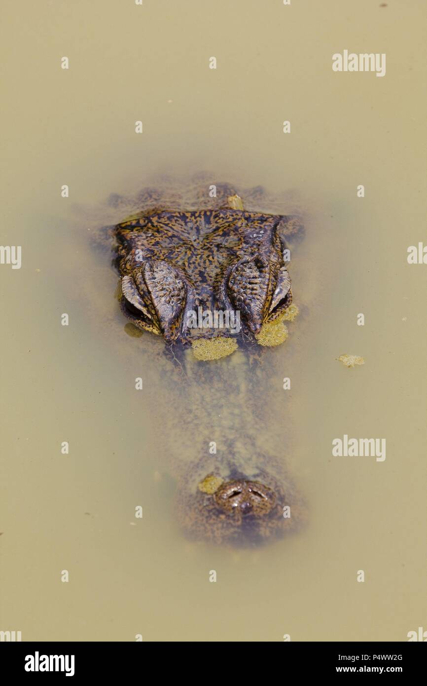 Black caiman (Melanosuchus niger). Amazon Basin. Iquitos. Loreto. Peru ...