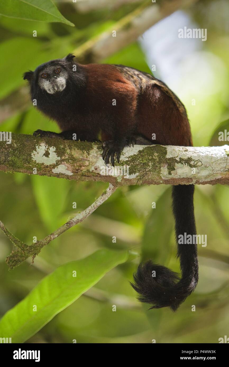 Brown-mantled Tamarin (Saguinus fuscicollis). Isla de los Monos (Monkey
