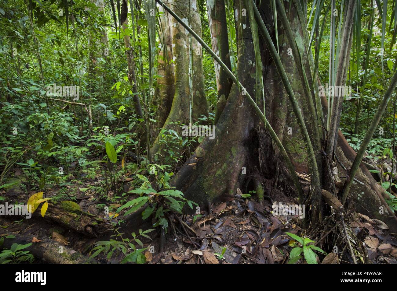 Rainforest. Pacaya Samiria National Reserve. Amazon Basin. Loreto. Peru Stock Photo Alamy