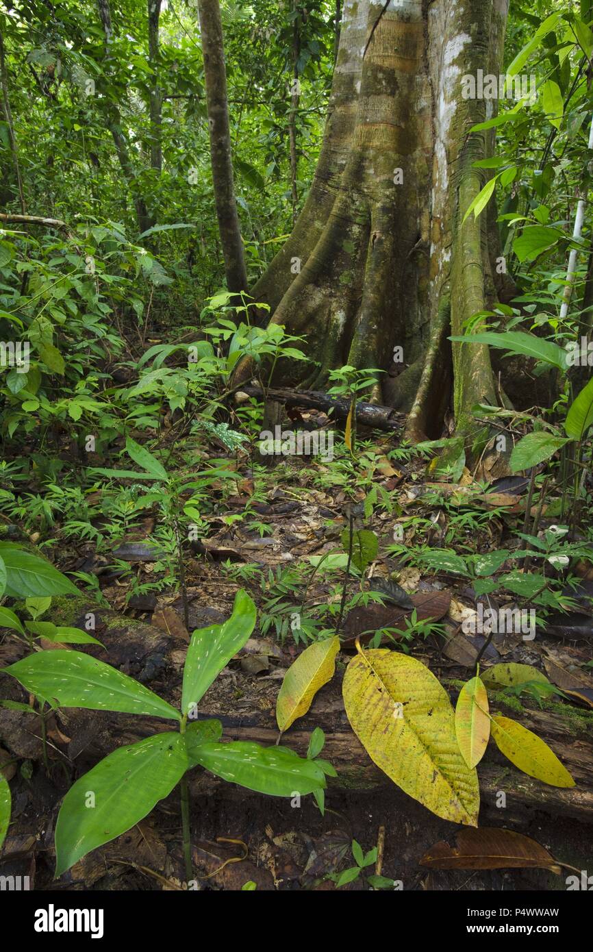 Rainforest. Pacaya Samiria National Reserve. Amazon Basin. Loreto. Peru Stock Photo Alamy