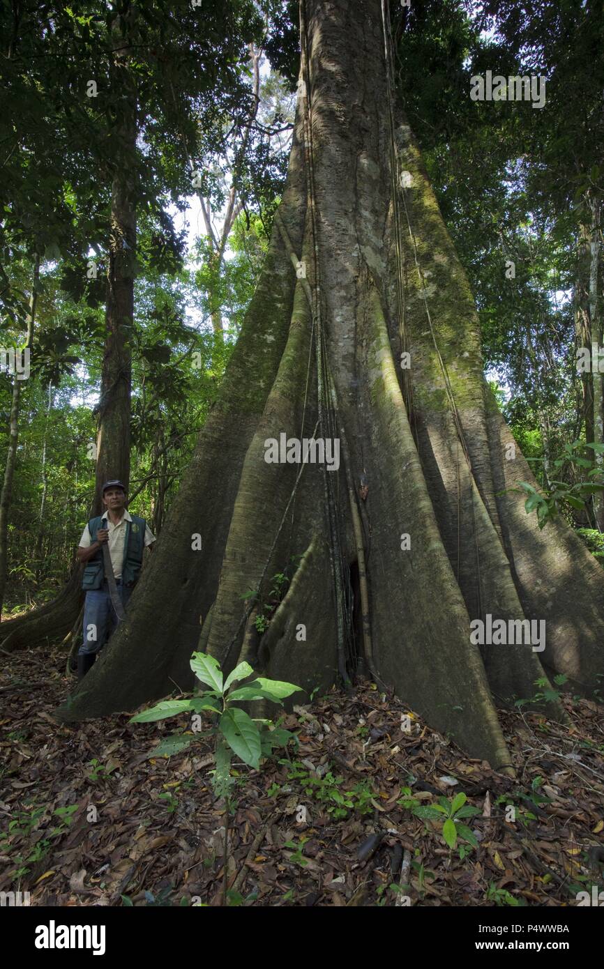 Rainforest. Pacaya Samiria National Reserve. Amazon Basin. Loreto. Peru Stock Photo Alamy
