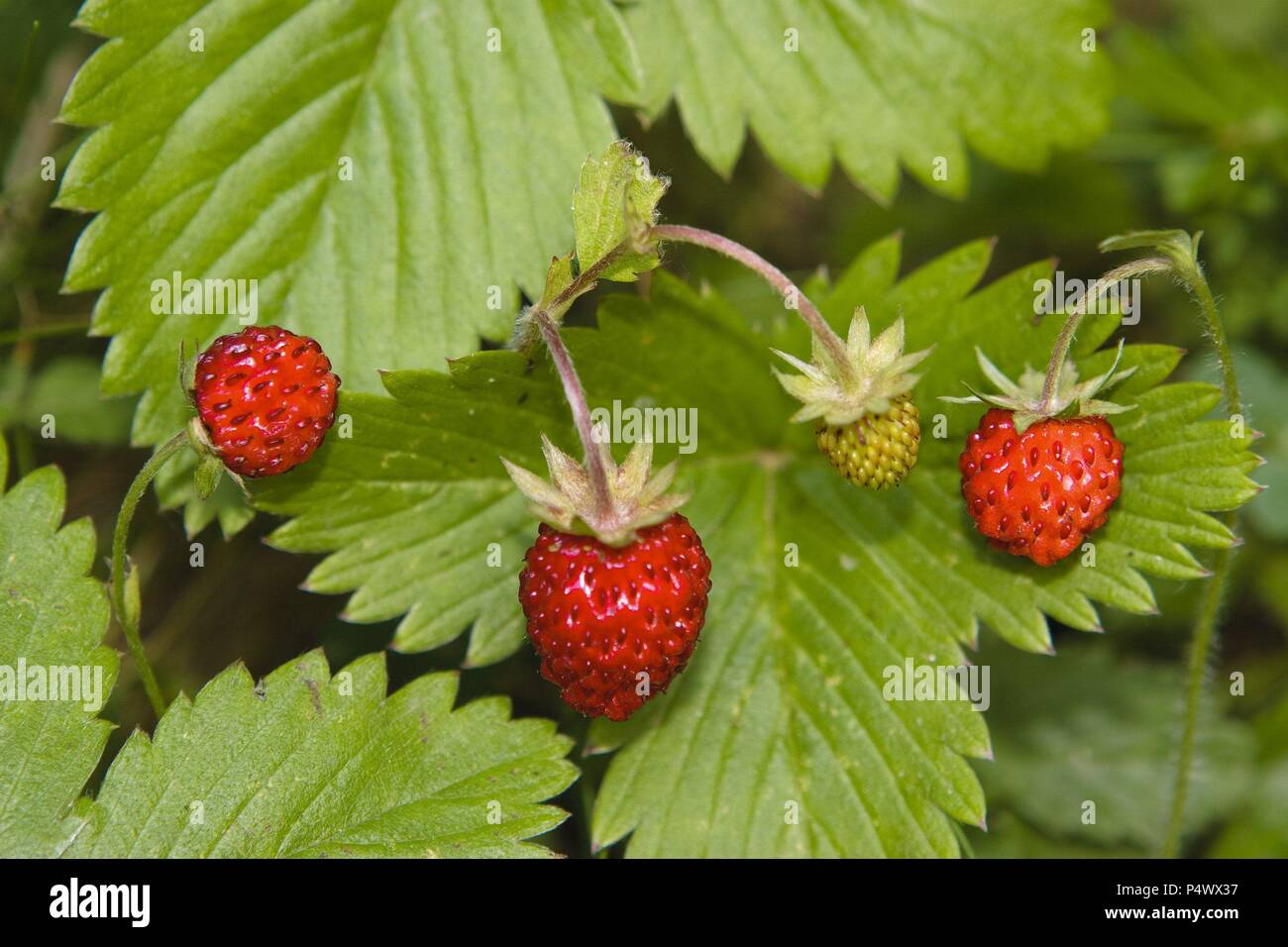 Wild strawberry (Fragaria vesca Stock Photo - Alamy