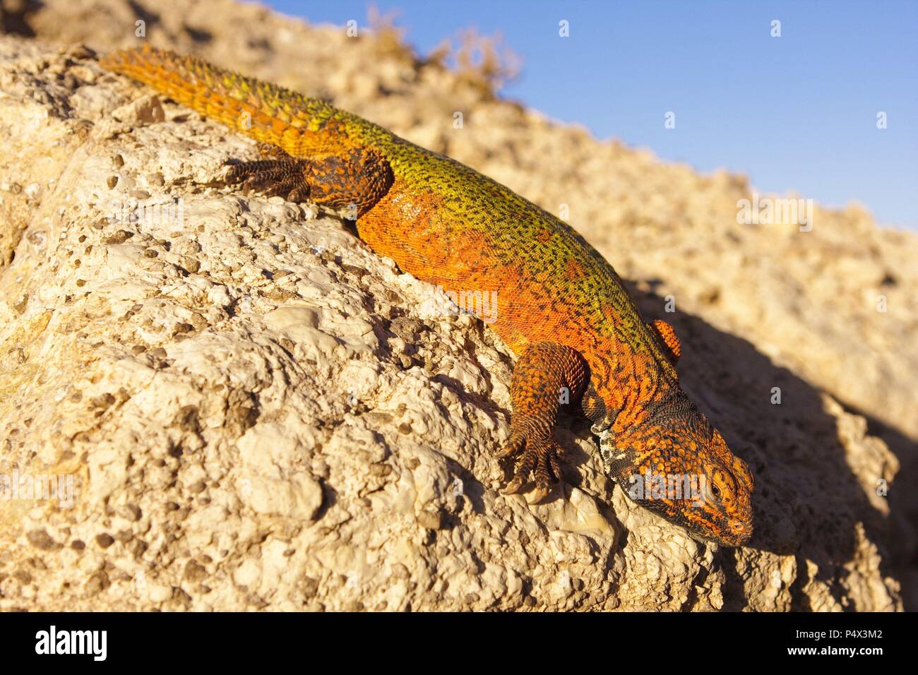 Uromastyx acanthinurus nigriventris. Individual in the High Atlas. Morocco. Stock Photo