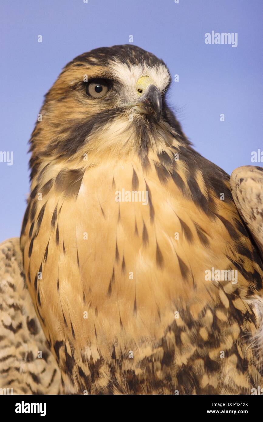 Red-backed Hawk (Buteo polyosoma). Arequipa Departament. Peru. Stock Photo