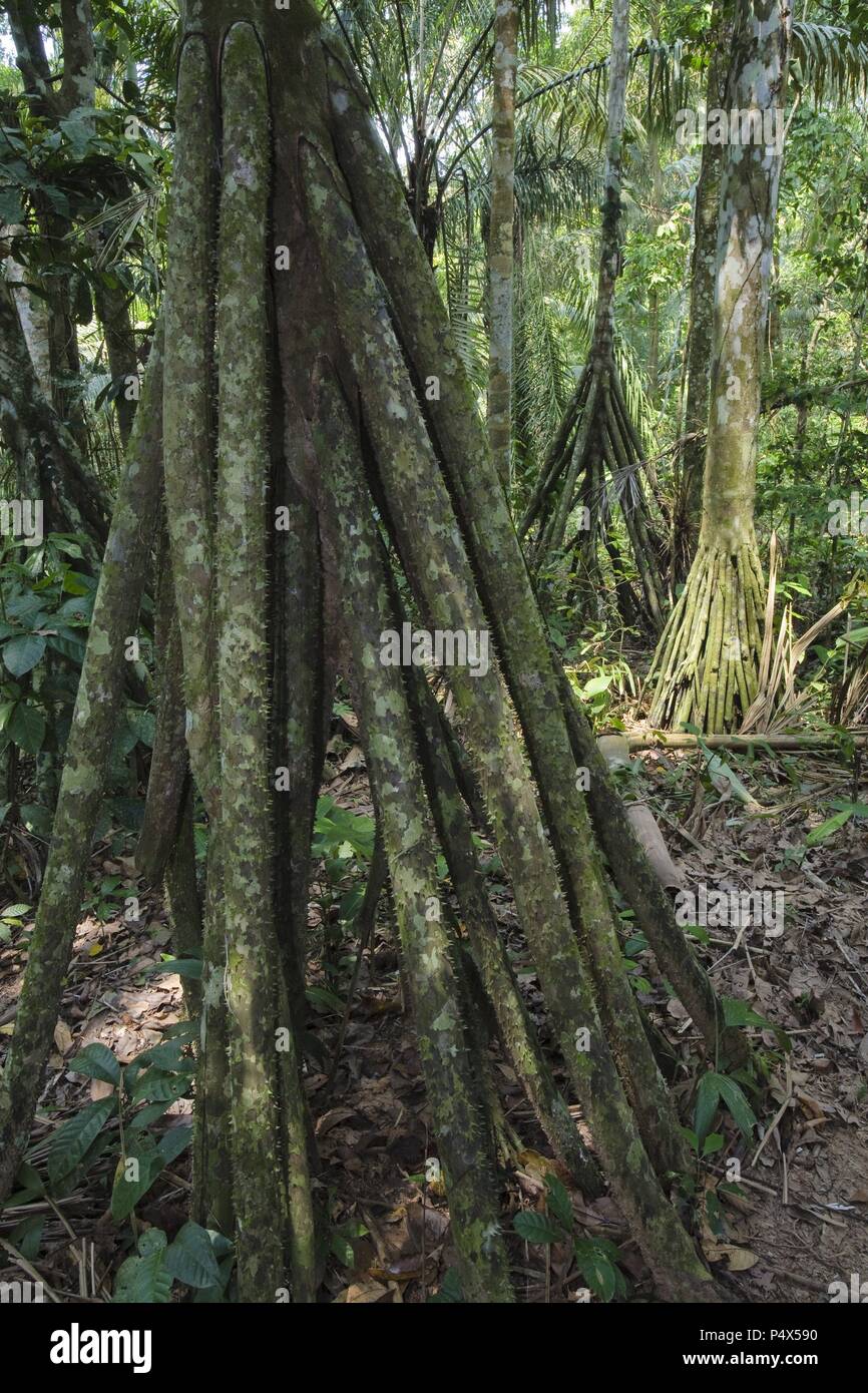 Walking Palm (Socratea exorrhiza). Bahuaja Sonene National Park. Madre de Dios Departament. Peru. Stock Photo