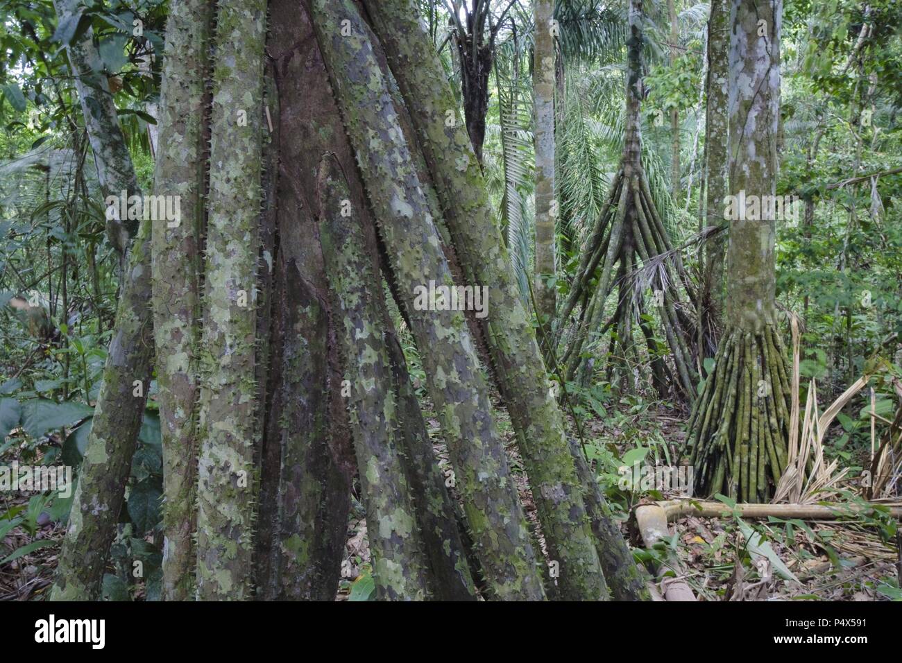 Walking Palm (Socratea exorrhiza). Bahuaja Sonene National Park. Madre de Dios Departament. Peru. Stock Photo