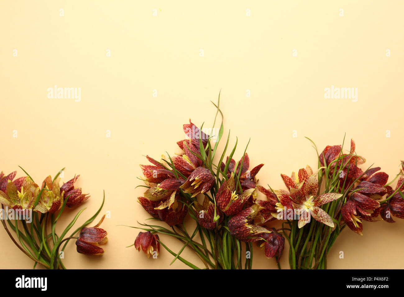 Beautiful spring wild flowers hi-res stock photography and images - Alamy