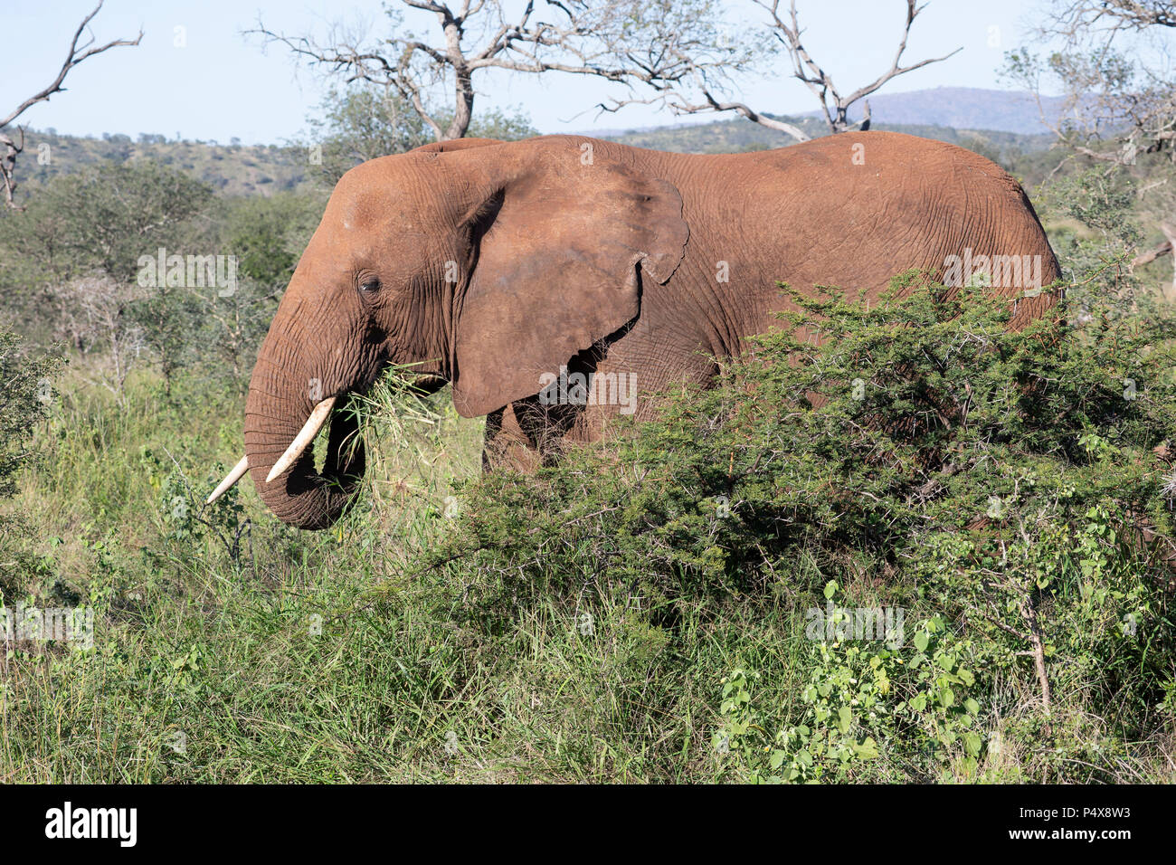 Mature adult African bull elephant Loxodonta africana in profile eating vegetation among the South African bush Stock Photo