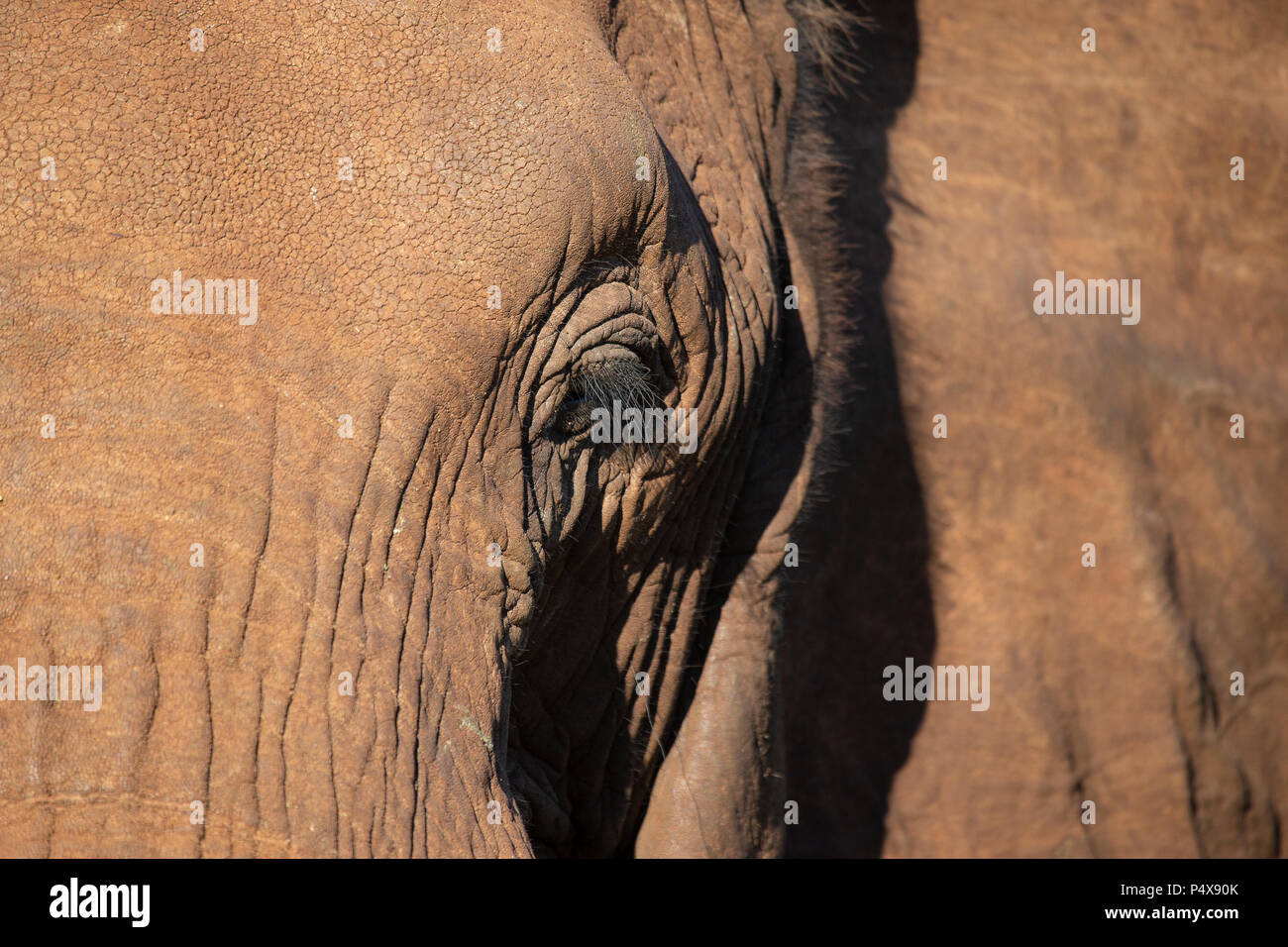 Close up of African elephant Loxodonta africana showing clealry the long black eyelashes on his eye. Stock Photo