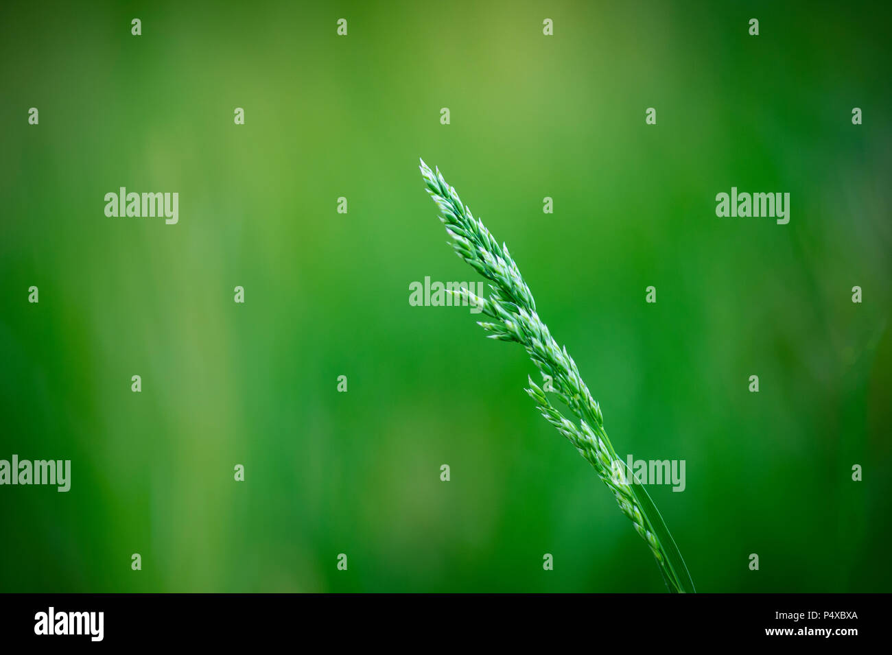 Single Stalk Of Grass Going To Seed, Pennsylvania, USA Stock Photo
