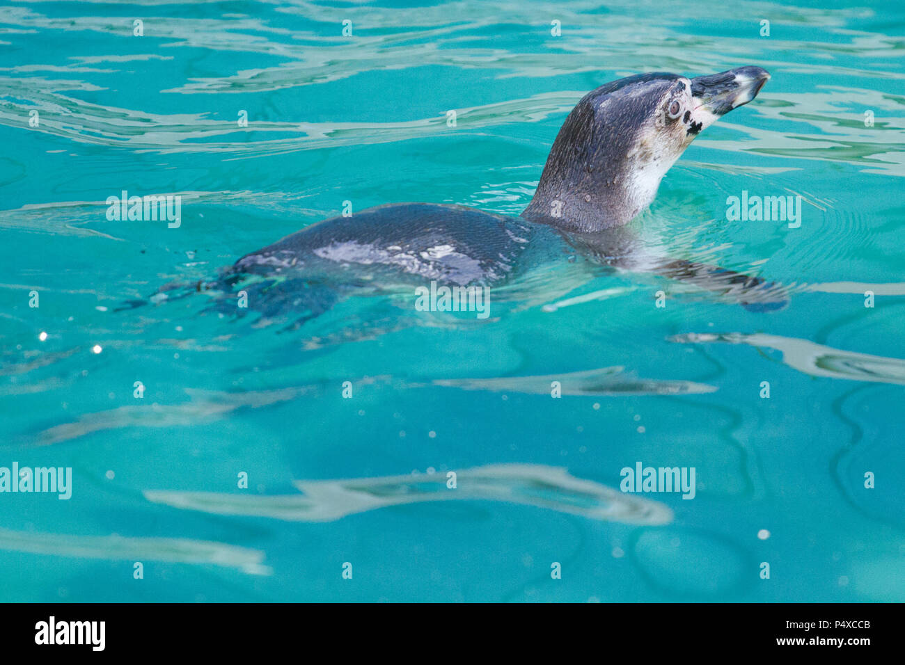 A Penguin at Folly Farm, Pembrokeshire, West Wales, UK Stock Photo - Alamy