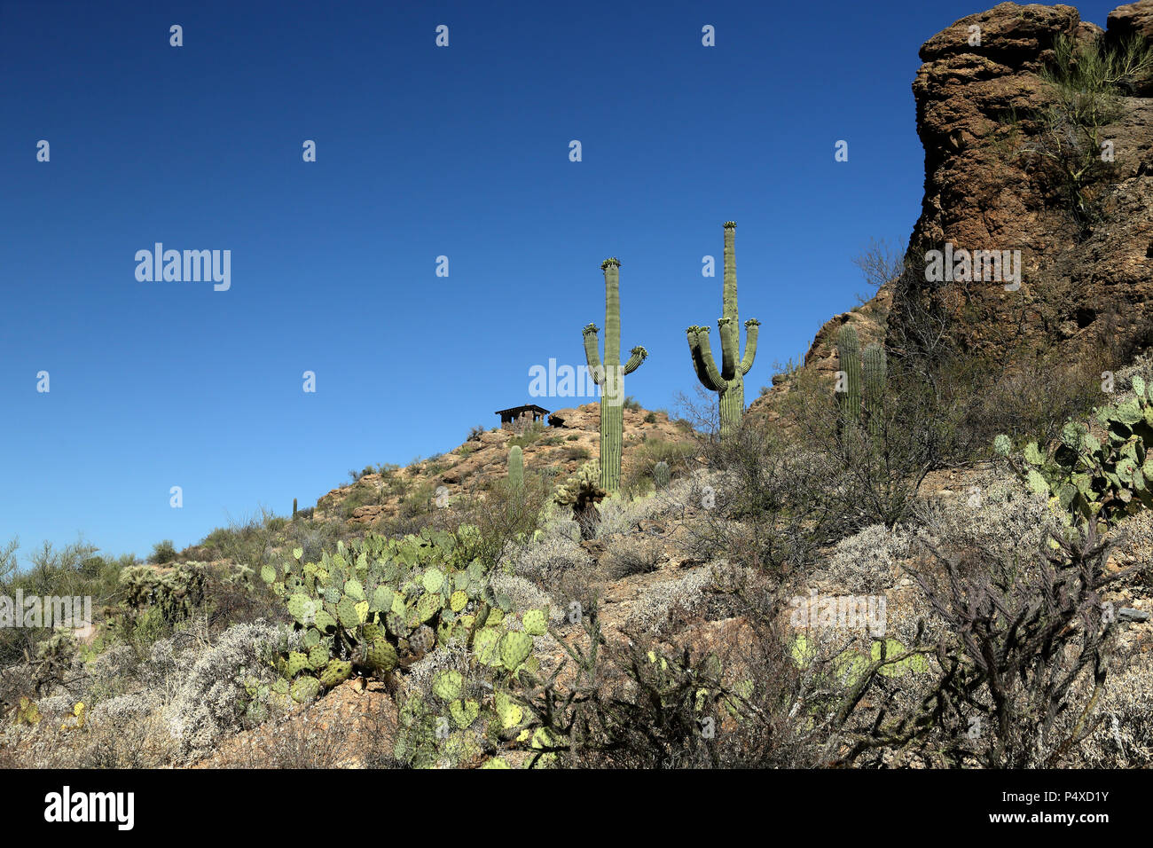 Saguaro cacti and rock formations in the Arizona Sonoran Desert west of Tucson Stock Photo