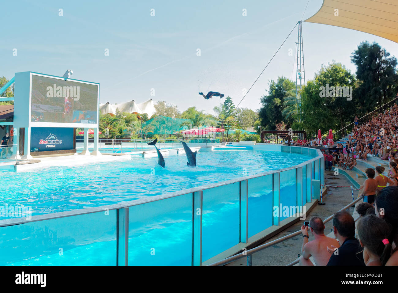 Rome, Italy - August 2016: Dolphins show at water amusement park zoomarine Stock Photo