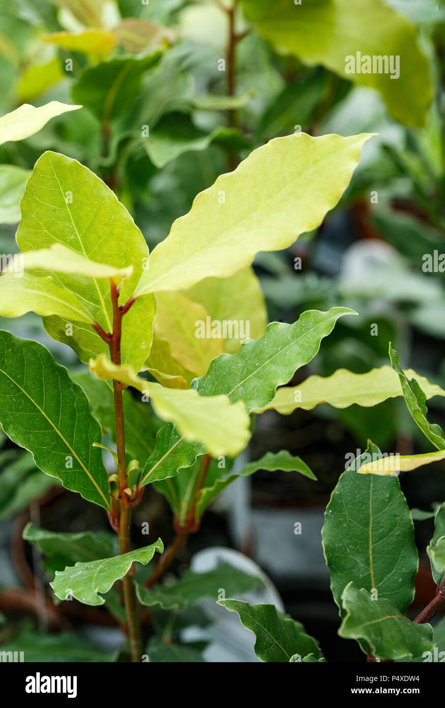 Bay Leaf Plant Stock Photo Alamy