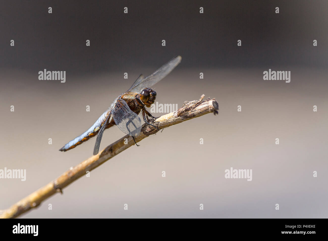 Broad-bodied chaser (Libellula depressa) blue male perched on a twig over water in raised walled pond and feeds on the nat's and small flying insects Stock Photo