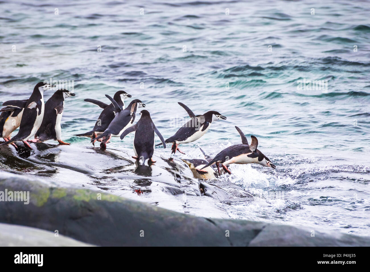 Group of adult Chinstrap Penguins diving in the sea from their colony for feeding or foraging on krill in the Antarctic Peninsula, wildlife,  Antarcti Stock Photo