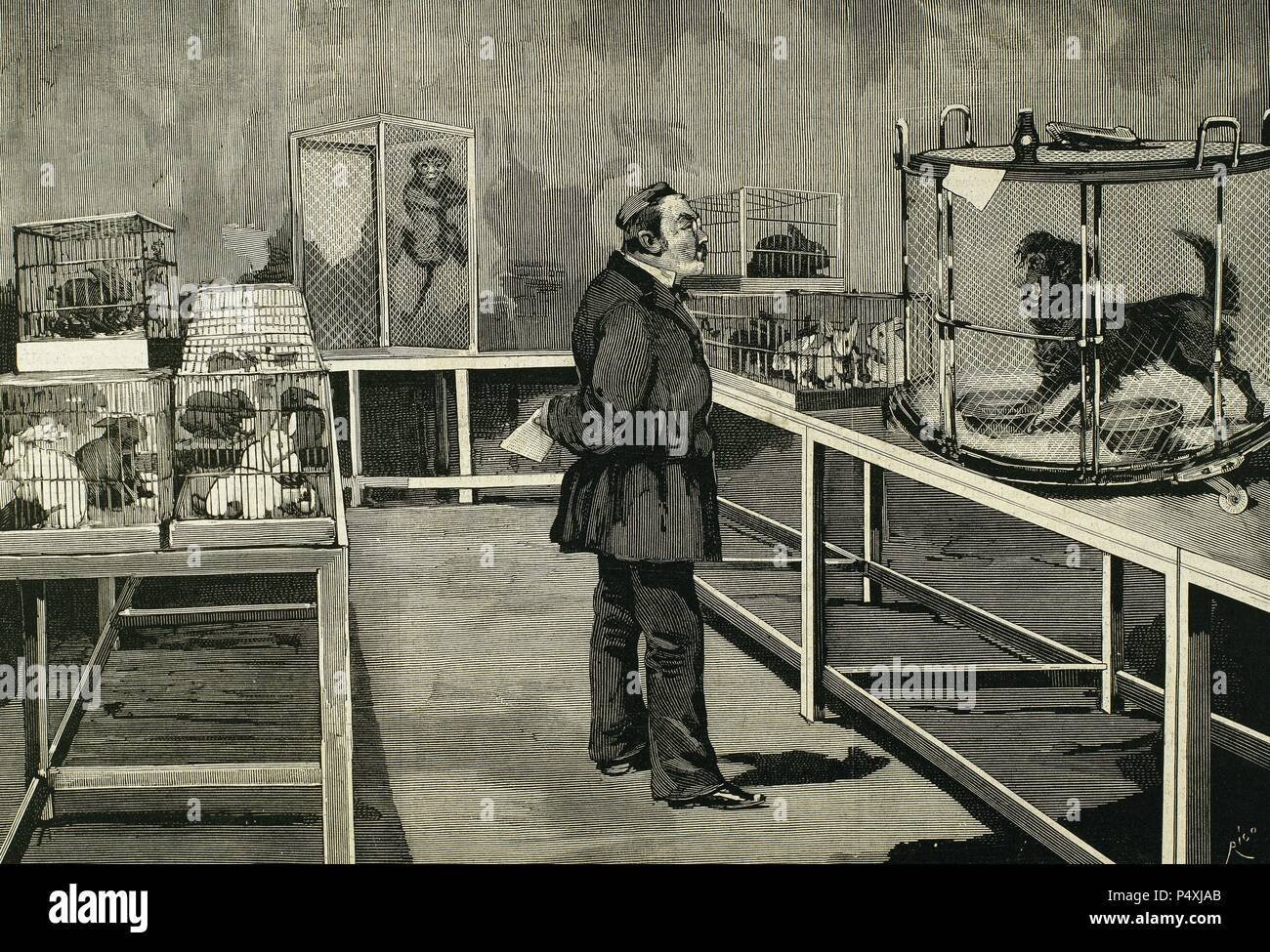PASTEUR, Louis (1822-1895) French chemist and bacteriologist. Pasteur observes the effects of inoculation of rabies virus, Paris. Engraving by Rico. Stock Photo