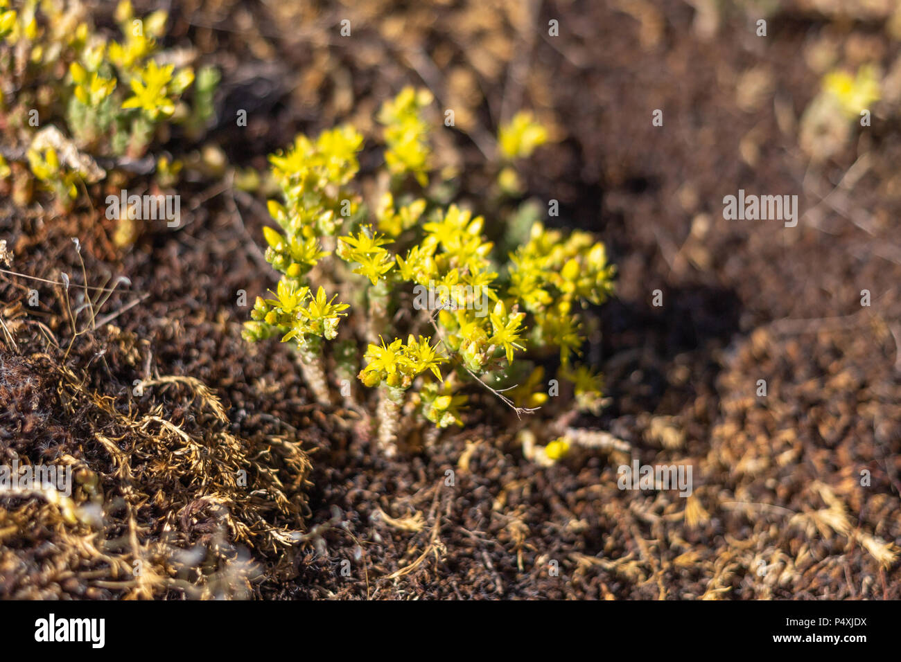 Yellow little flower wild Sedum acre as background Stock Photo Alamy