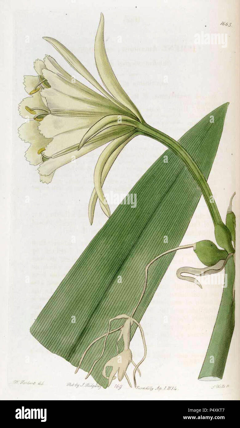 1665 Ismene × spofforthiae. Stock Photo