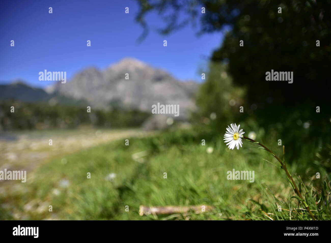 Wild flower in the foreground. In the background you can see the Andes mountains in Bariloche, Argentina. Stock Photo
