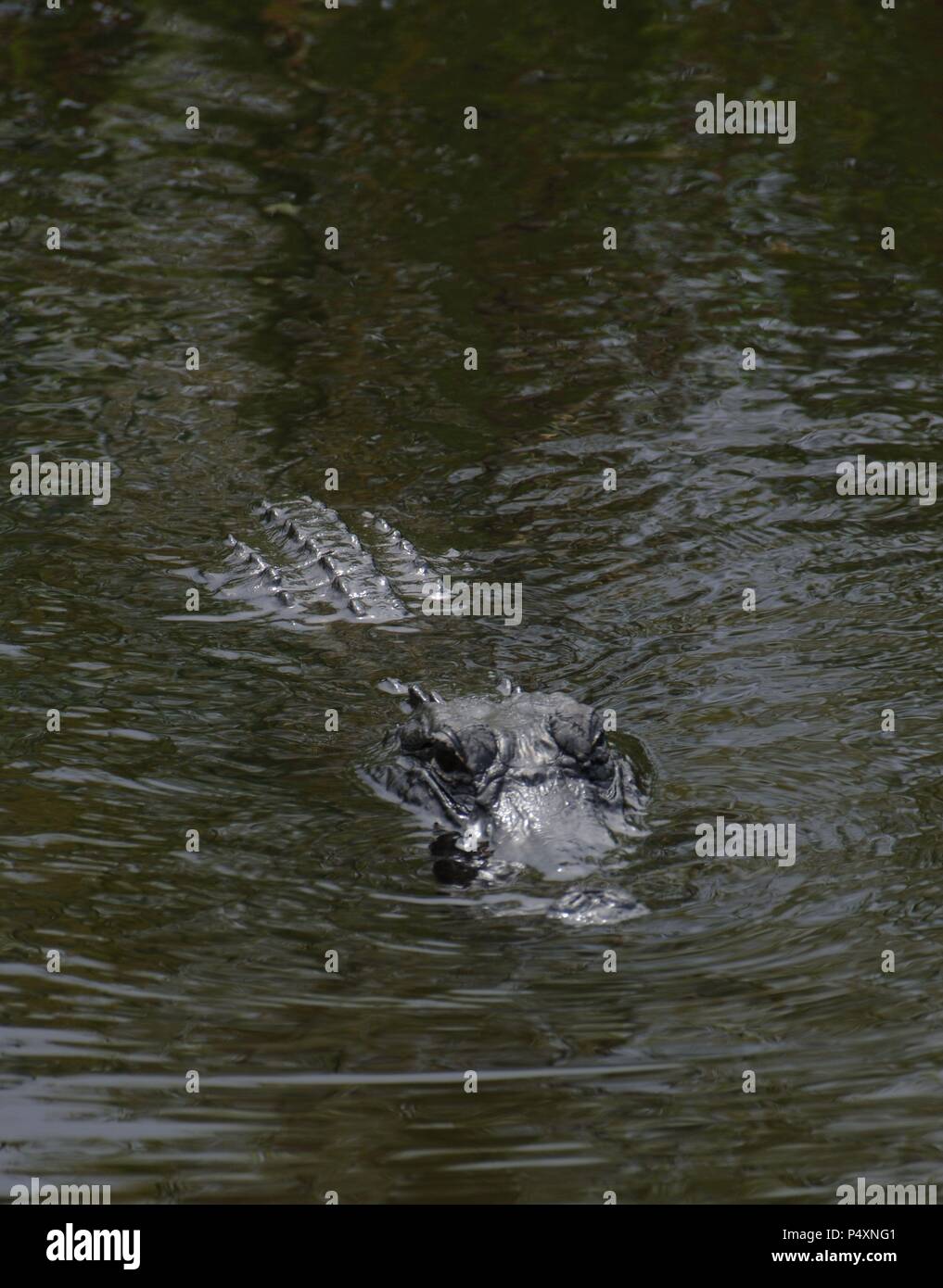 Caiman (alligatorid crocodylians).  Everglades National Park. Florida. USA. Stock Photo